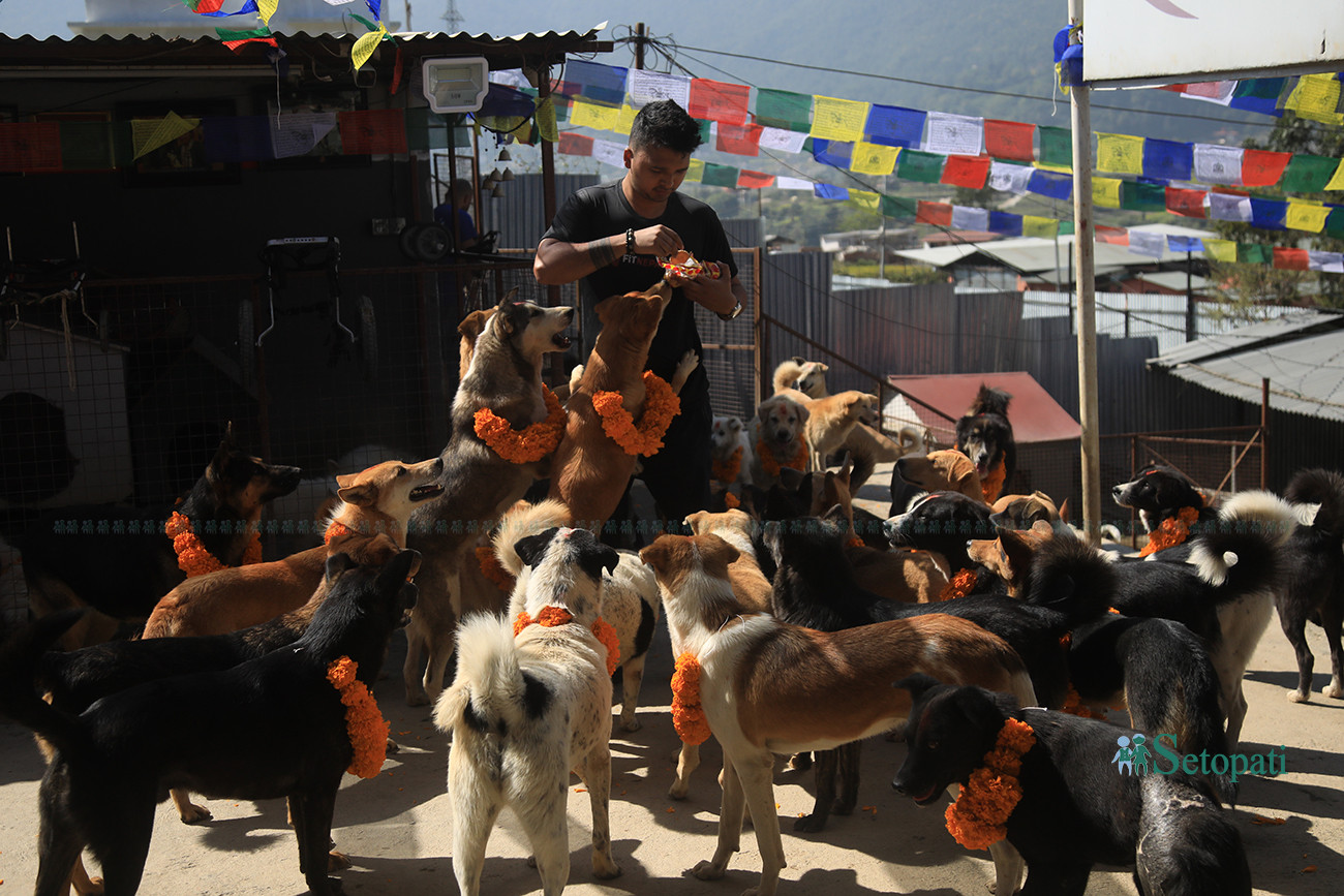 https://raracms.setopati.com/uploads/shares/2019/01/sujita/Kukur tihar  (1).jpg